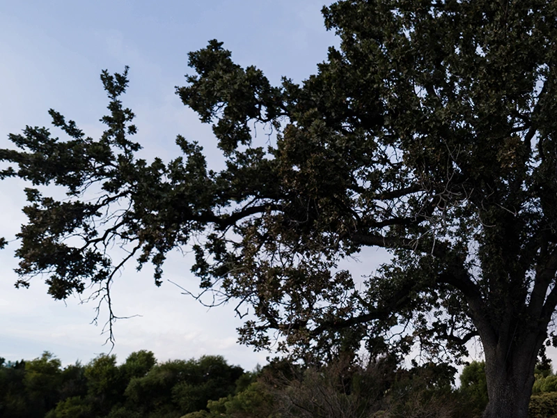 Creative Edit Sky Replacement Sky Removing after