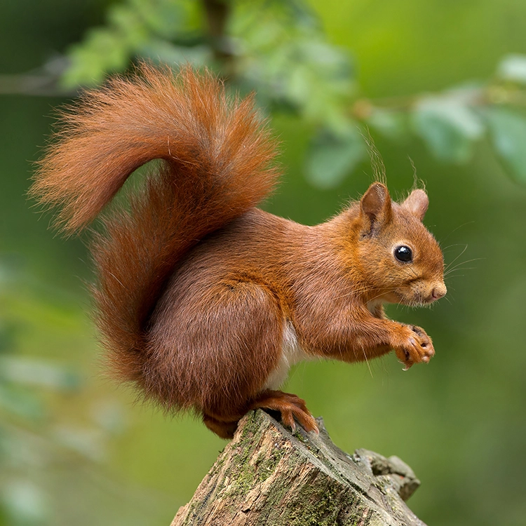 Photoshop PNG transparent Major Clipping Path 3