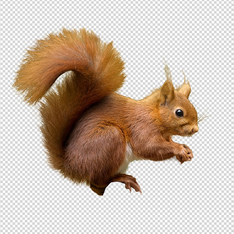 Photoshop PNG transparent Major Clipping Path 4