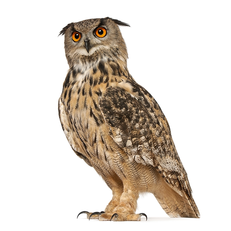 Photoshop PNG transparent Major Clipping Path 7