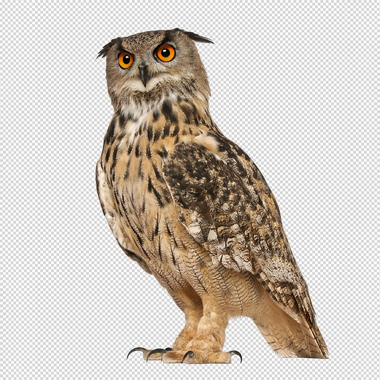 Photoshop PNG transparent Major Clipping Path 8